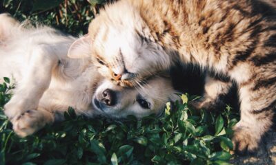 Dia Mundial da Saúde: como garantir mais qualidade de vida para os pets? / Foto: Krista Mangulsonev / Unsplash