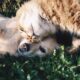 Dia Mundial da Saúde: como garantir mais qualidade de vida para os pets? / Foto: Krista Mangulsonev / Unsplash