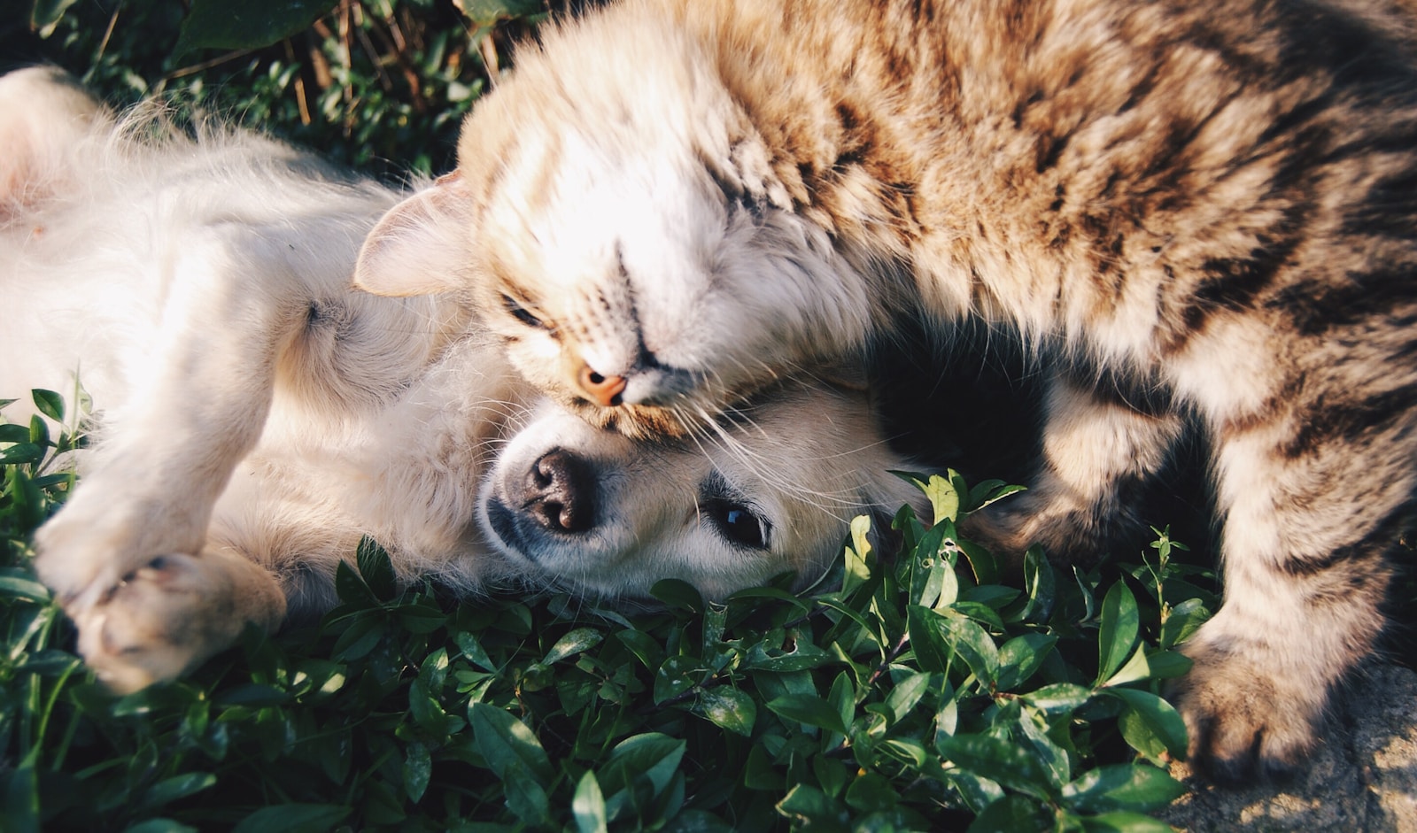 Dia Mundial da Saúde: como garantir mais qualidade de vida para os pets? / Foto: Krista Mangulsonev / Unsplash