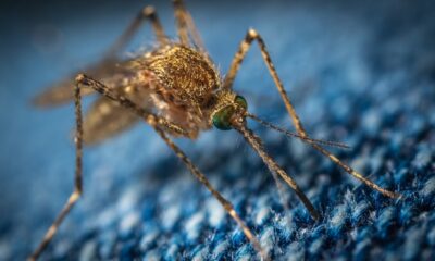 Brasil ultrapassa a marca de 1 milhão de casos de dengue em 2025 / Foto: Егор Камелев / Unsplash