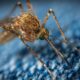 Brasil ultrapassa a marca de 1 milhão de casos de dengue em 2025 / Foto: Егор Камелев / Unsplash