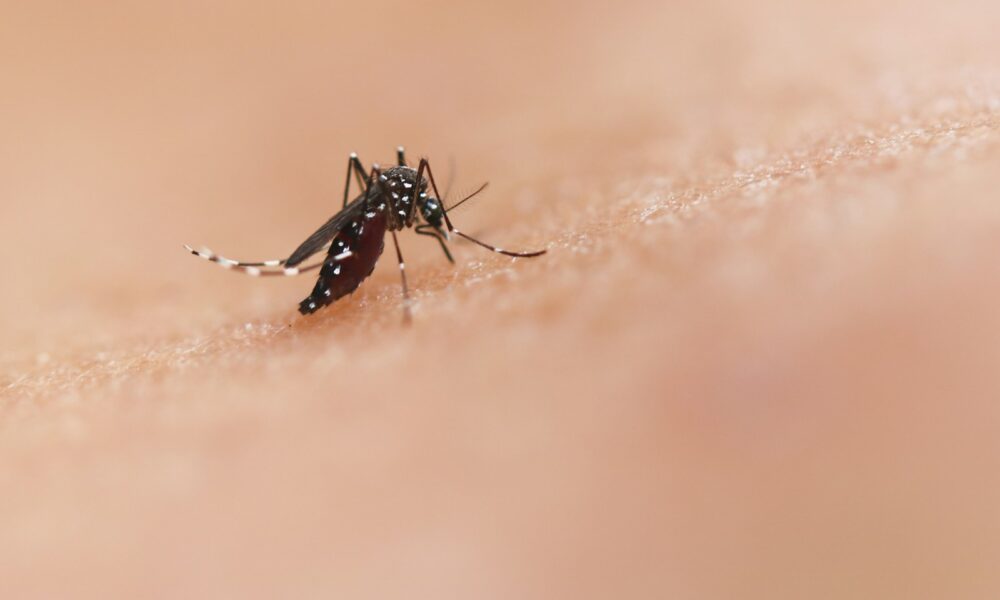 Foto por National Institute of Allergy and Infectious Diseases