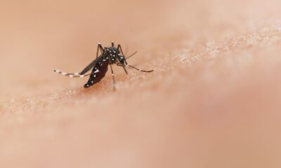 Foto por National Institute of Allergy and Infectious Diseases
