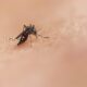 Foto por National Institute of Allergy and Infectious Diseases